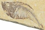 Plate of Three Fossil Fish (Knightia & Diplomystus) - Wyoming #354082-1
